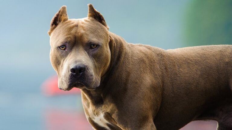 Córdoba: una mujer de 82 años fue atacada por un pitbull y sufrió una fractura de fémur