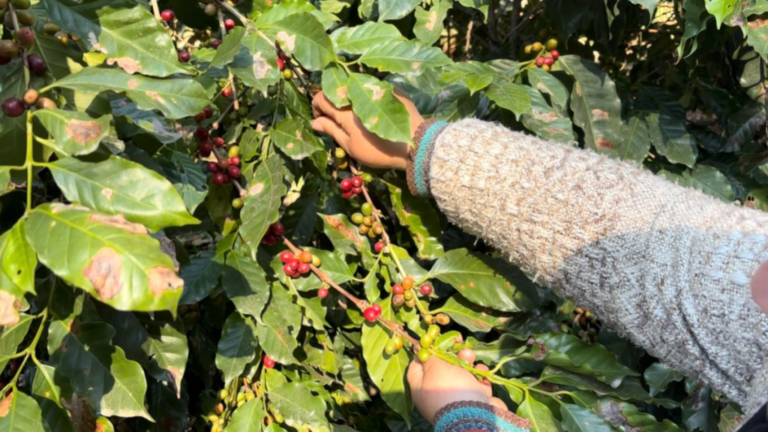 Se realiza este sábado el primer Festival del Café en Tapia